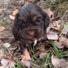 Boy 1 - Brown white and tan male Cocker Spaniel puppy in Gadsden, Alabama from Rich Cat’s