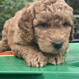 Goldendoodle and Poodle Puppies from King’s  Castle of Doodles