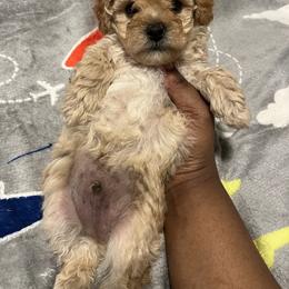 Calvin 1500 - Cream male Poodle puppy in Gastonia, North Carolina from Precious pups dynasty kennel