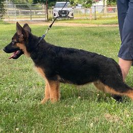 German Shepherd Puppies from von Fenja German Shepherd Dogs