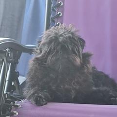 Mieke - Affenpinscher