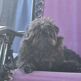 Mieke - Affenpinscher