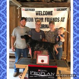 American Leopard Hound, Bluetick Coonhound, and German Shepherd All Grown Up from Haus Biery German Shepherds, Benchmark Blueticks & Leopard Hounds
