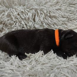 Orange collar - Black female German Shepherd puppy in Gainesville, Georgia from Vom Haus Schair-Finest Working line German Shepherd Puppies