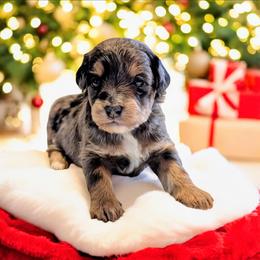 Buddy - Blue merle male Bernedoodle puppy in Sparta, Missouri from Sis' Doodles & Poodles