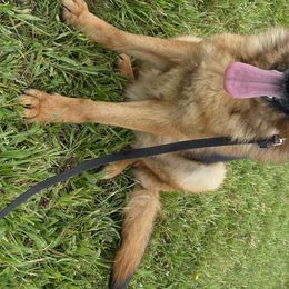 German Shepherds and Poodles from Sturmwolke German Shepherds