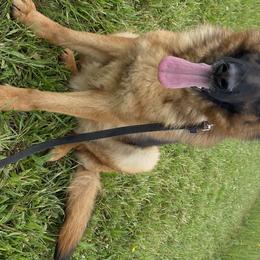 German Shepherds and Poodles from Sturmwolke German Shepherds