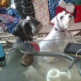 Miniature Schnauzers from Tawnie Roberds' Miniature Schnauzers