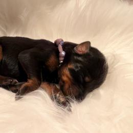 Light Purple Collar Girl - Black and rust female Doberman Pinscher puppy in Madison, Indiana from Jensen Dobermans and Dachshunds