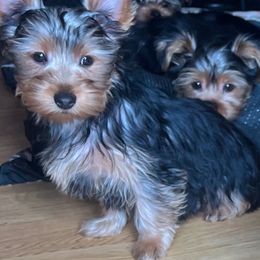 Yorkshire Terrier Puppies from YorkiStars