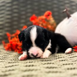 Black and white 1 - Black & white male Miniature Australian Shepherd puppy in New Bern, North Carolina from KD Miniature Aussies