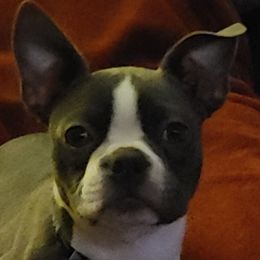 Boston Terrier Puppies from Razmom's Boston Terriers