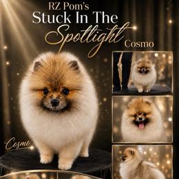 Cosmo - Pomeranian