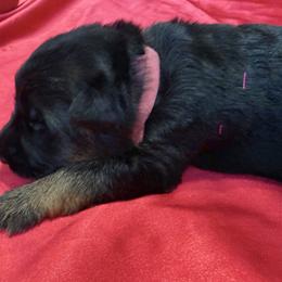 Girl 1 - female German Shepherd puppy in Yorkville, Illinois from Vom Archbold Haus World Class German Shepherds