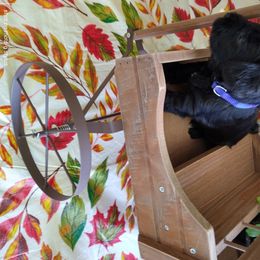 Miniature Schnauzer Puppies from Camp Creek Schnauzers