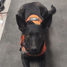 Groot - Dutch Shepherd