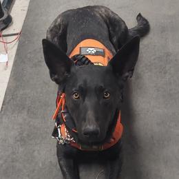 Groot - Dutch Shepherd