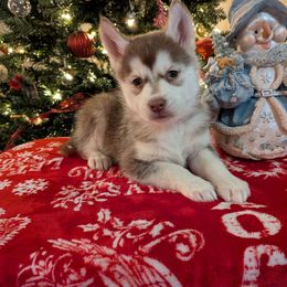 AKC River - Red and white female Siberian Husky puppy in Cedarville, Ohio from Evereve Kennels