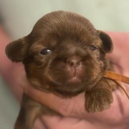 Orange boy - Liver male Shih Tzu puppy in Berkeley Springs, West Virginia from Sandridge Shih Tzus