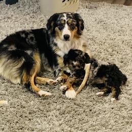 Aussiedoodle and Australian Shepherd Puppies from Homestead Aussies & Doodles