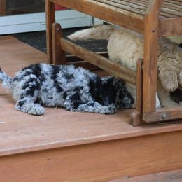 Goldendoodle Puppies from FurEver Friends Doodles