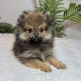 Kingston - Orange sable male Pomeranian puppy in Menifee, California from Petite Poms Of CA