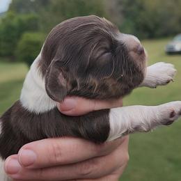 AKC Charlie Brown ( Sable Roan ) - Brown roan male Cocker Spaniel puppy in New Market, Tennessee from Down in the Holler
