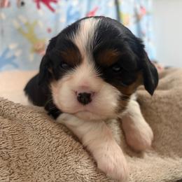 Blue - Tri-color female Cavalier King Charles Spaniel puppy in Mount Dora, Florida from Carroll’s Cavaliers