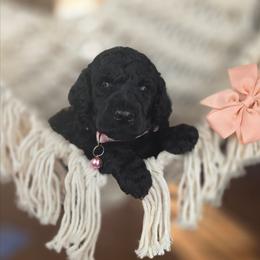 Raddish - Black female Poodle puppy in Springfield, Oregon from Valaurah Farms