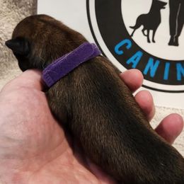 Girl 4 - Belgian Malinois puppy from By Your Side Canines
