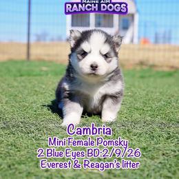 Cambria - Black and white female Pomsky puppy in Humeston, Iowa from M.A.R. Dogs
