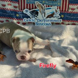 Firefly - Lilac female Boston Terrier puppy in Griffin, Georgia from Celtic Performance Bostons