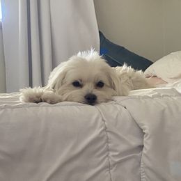 Sol - Maltipoo