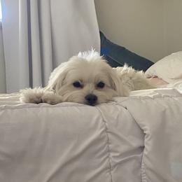 Sol - Maltipoo
