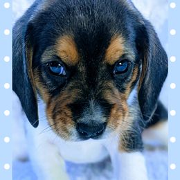 Beagle Puppies from Jennifer Knapp's Beagles