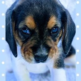 Beagle Puppies from Jennifer Knapp's Beagles