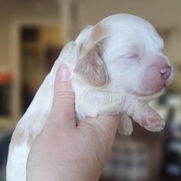 Black Male - Red and white male Cockapoo puppy in Mocksville, North Carolina from Hunting Creek Farm & Kennel