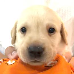 Orange - Yellow male Labrador Retriever puppy in Palm Beach County, Florida from Robin's Labrador Retrievers