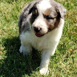 Border Collie Puppies from Bond Border Collies