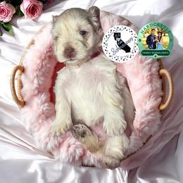 Red Collar Female - White female Miniature Schnauzer puppy in Sacramento, California from Hardcastle Family Schnauzer’s