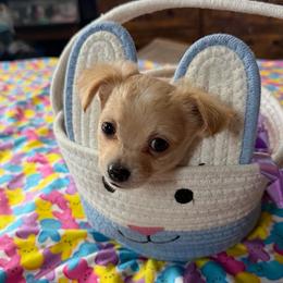 Lannister - Fawn male Chihuahua puppy in Seneca, Missouri from Stephanie’s Puppy Colony