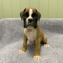 Boxer Puppies from Beans Creek Boxers - Bohnen Bach