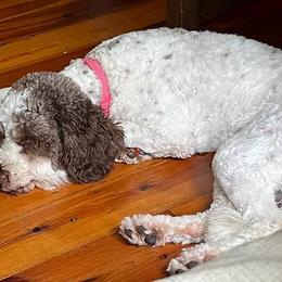 Lagotto Romagnolo All Grown Up from Dwyer Hills