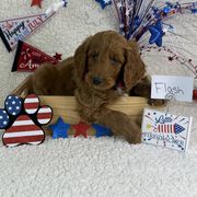 Boy 5 Flash - Red Irish Doodle puppy in Galloway, Ohio from Heavenly Poodles