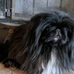 Jovi - Pekingese