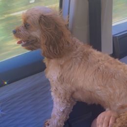 Cavapoos from Ginger Doodle Babies