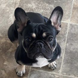 Ava - French Bulldog
