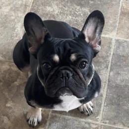 Ava - French Bulldog