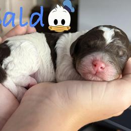 Donald - Black white and tan male Cockapoo puppy in Richmond, Kentucky from Ham’s Cockapoos