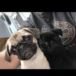 Bulldog, French Bulldog, and Pug Puppies from Royal destiny kennels